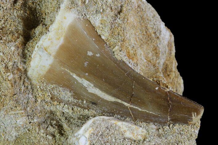 Mosasaur (Prognathodon) Tooth In Rock #96163